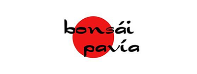 Bonsái Pavía